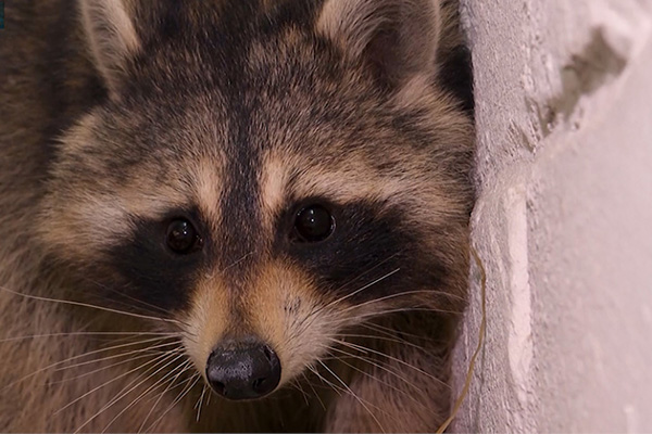 Енот из Америки приплыл в Беларусь в контейнере с автомобилями!